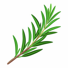 Fototapeta premium sprig of rosemary