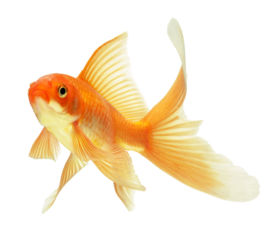 gold fish isolated on white