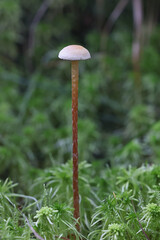 Hypholoma elongatum, commonly known as Sphagnum Brownie, mushroom from Finland