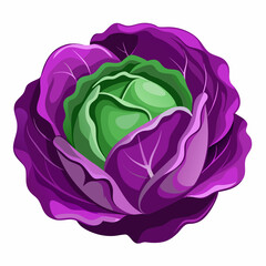 purple cabbage 