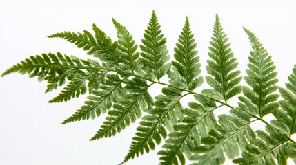 Close-up of a vibrant green fern branch isolated on white background.
