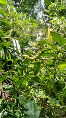 Chili is a fruit and plant belonging to the genus Capsicum. The fruit can be classified as a vegetable, spice, or condiment, depending on how it is used. Immature chili fruit is usually green or white