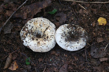 Russula chloroides (Russula delica var. chloroides), known as Blue Band Brittlegill, wild mushrooms  from Finland
