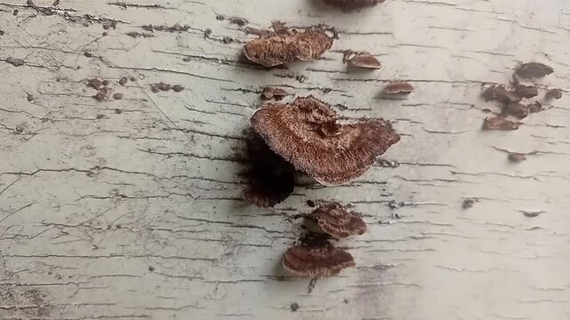 ganoderma plant on the wood 