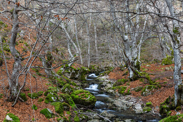 Beech forest El Faedo de Ciñera and Cinera or Villar stream, León, Spain.
