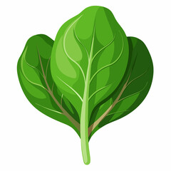 fresh spinach leaf