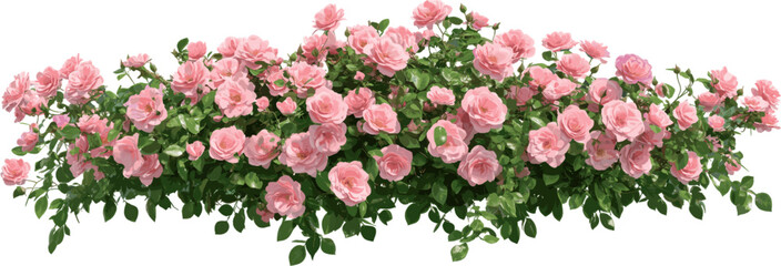 Green foliage bushes with blooming pink roses for decoration