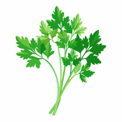 parsley isolated on white