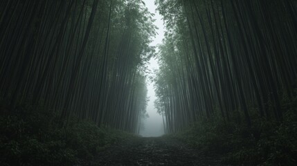 Naklejka premium Misty Bamboo Forest Path, Tranquil Nature Scene, Travel