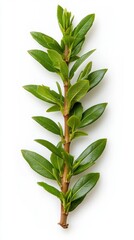 Fototapeta premium Green Sprig with Glossy Leaves on White Background