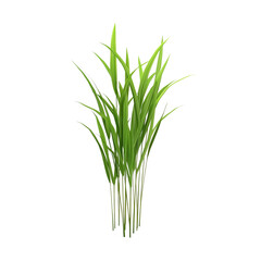 Fototapeta premium Lush Green Grass Blades Vibrant Foliage Nature Plant Spring Summer Greenery, Isolated on Transparent Bakcground, Ai Generative Images