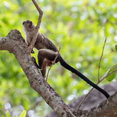 Ein kletternder Krallenaffe in einem kahlen Baum