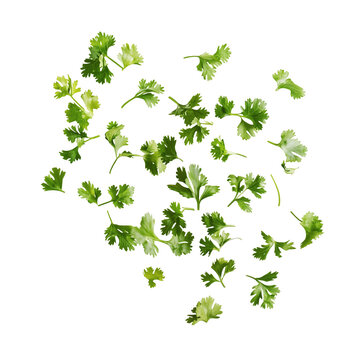 Fresh cilantro leaves falling culinary herb food photography, Isolated on Transparent Bakcground, Ai Generative Images