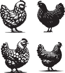 Silhouette of Nugget Hen isolated on white background