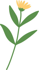 Hand draw dandelion vector illustration. Spring yellow flower