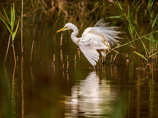 White Heron Ruffles Feathers In The Shallows