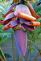 Close up of an exotic Banana heart in my garden