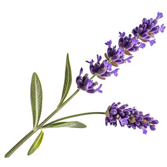 Aromatic lavender flower isolated transparent background © AI.noevation