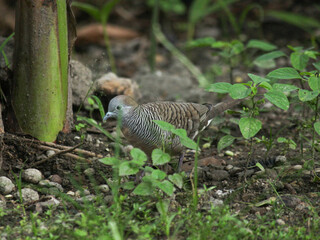 Feeding Spotted Dove
