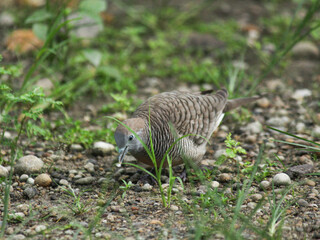 Dove Searching for Food