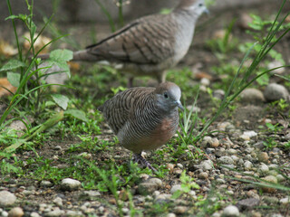 Doves in the Neighborhood