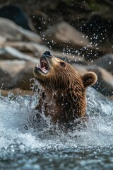 Fototapeta premium Close-up of a brown bear in the water, likely playing or cooling off. The bear's fur is wet, and it looks energetic.