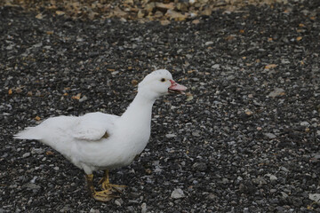 Close-up portrait of a white duck on a farm. Domestic goose walking on a pasture