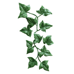 Realistic Green Ivy Leaves with Detailed Veins on a Solid transparent background for Natural Decoration