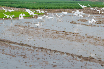 White egrets feeding on exposed insects and worms in a muddy field after ploughing, a common sight...