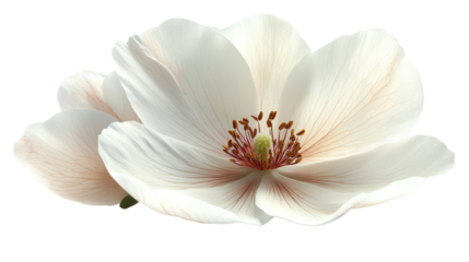 Magnificent Magnolia: A stunning close-up of a fully bloomed, pristine white magnolia flower, showcasing delicate petals and intricate details