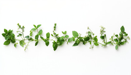 Obraz premium Fresh herbs arranged in horizontal line on white background, showcasing various green leaves and delicate flowers, creating vibrant and natural aesthetic