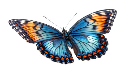 Fototapeta premium Butterfly's Dazzling Display: This close-up image of a butterfly showcases the intricate details of its wings, radiating a spectrum of vibrant colors in a photorealistic style.
