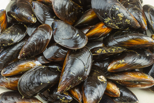 moules crues, vue du dessus, en gros plan	