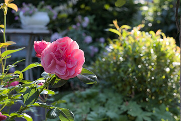 Single pink rose in the garden with green bokeh background. Copy space. Vertical photo.