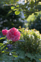 Single pink rose in the garden with green bokeh background. Copy space. Vertical photo.