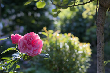 Single pink rose in the garden with green bokeh background. Copy space. Vertical photo.