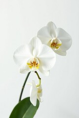 Delicate white Phalaenopsis orchid blooms on a slender stem, isolated, pure white