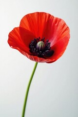 delicate red poppy petal on pristine white background, purple hue, white background
