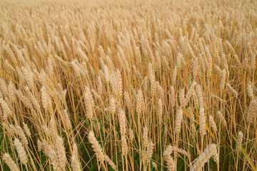 Golden wheat field swaying gently in the breeze on a sunny day