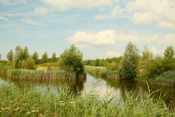 Lush green vegetation growing on the banks of a calm river
