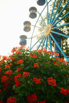 Ferris wheel rotating behind vibrant red geranium flowers