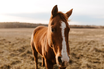 Chestnut horse with a white blaze standing in a grassy Kansas field.