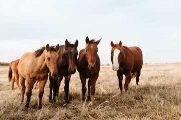 A group of young horses standing closely together in a Kansas field.