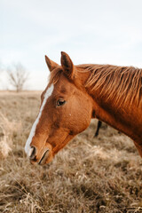 Obraz premium Profile of chestnut horse standing in a grassy Kansas field.