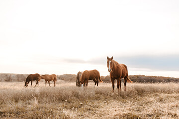 Horses grazing in a Kansas field at sunset with one facing the camera.