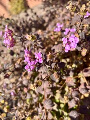 Close-up of Lantana small purple flowers with dried leaves in garden
