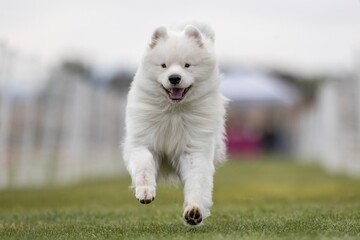 Naklejka premium Purebred Samoyed Running Lure Course Sprint Dog Sport
