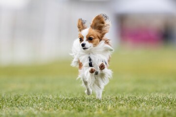 Purebred Papillon Running Lure Course Sprint Dog Sport