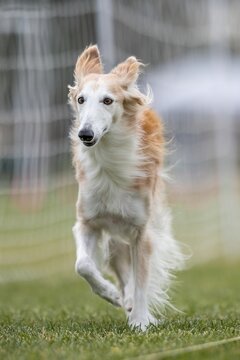 Silken Windhound Running Lure Course Sprint Dog Sport