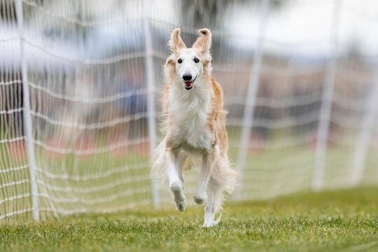 Silken Windhound Running Lure Course Sprint Dog Sport